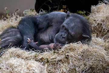 Chimpansee van Sanne Voortman