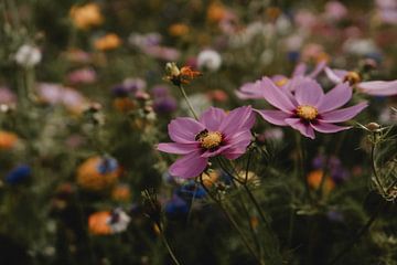 Wilde bloemen van Naturel Fotografie