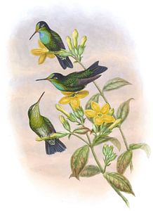 Guayana brillant, John Gould von Hummingbirds