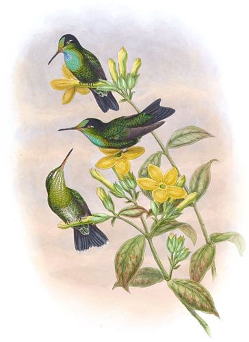 Guiana Brilliant, John Gould