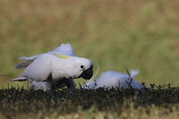 Sulphur-Crested Cockatoo (Cacatua galerita), Queensland, Australia by Frank Fichtmüller