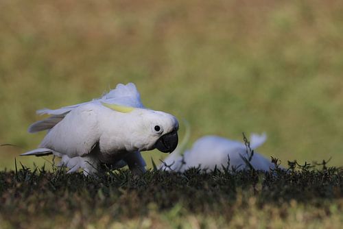 Sulphur-Crested Cockatoo (Cacatua galerita), Queensland, Australië