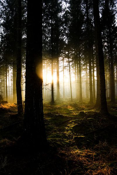 Forêt Beetsterzwaag par Jeen Arendz