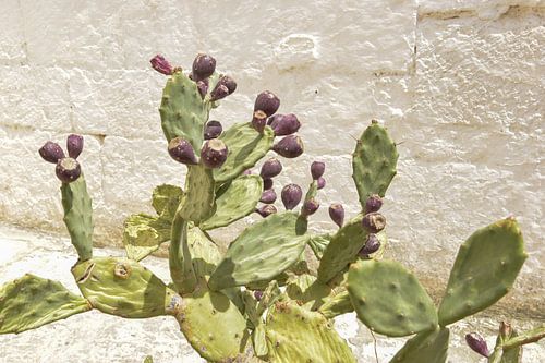 Ficus Indica (cactus)