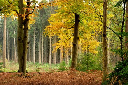 Beech in autumn colours