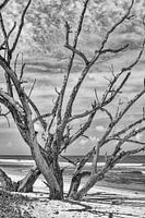 arbre proéminent sur la plage