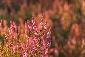 Broomheather van Dieter Rabenstein