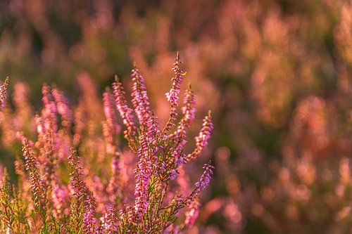 Broomheather