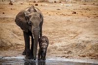 Elephant cow with baby, Hwange National Park, Zimbabwe