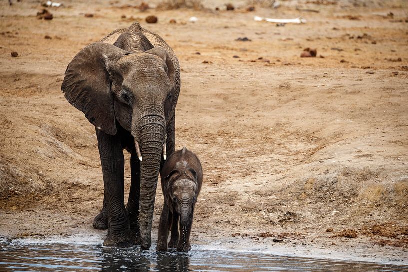 Elephant cow with baby, Hwange National Park, Zimbabwe by Marco Kost