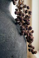 Still life of juniper on grey pitcher