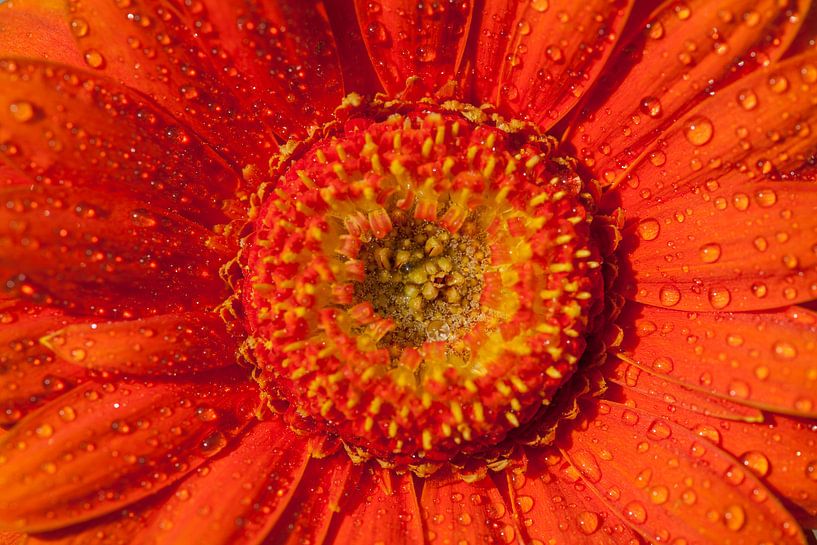 Gerbera oranje 2 van John Ouwens