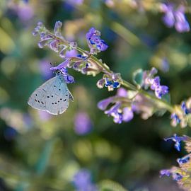 Vlinder op lavendel von BeeldWoord