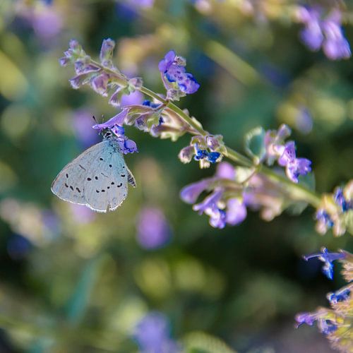 Vlinder op lavendel