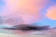 Spreeuwen in een grote groep tijdens zonsondergang van Sjoerd van der Wal Fotografie thumbnail