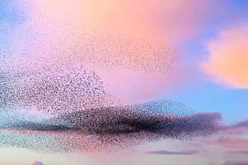 Étourneau sansonnet volant en grand groupe au coucher du soleil sur Sjoerd van der Wal Photographie