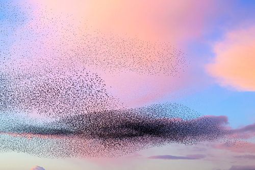 Spreeuwen in een grote groep tijdens zonsondergang