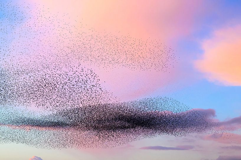 Spreeuwen in een grote groep tijdens zonsondergang van Sjoerd van der Wal Fotografie