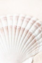 Shell by Pictufy Studio III