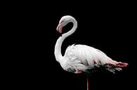 Flamingo von JWB Fotografie Miniaturansicht
