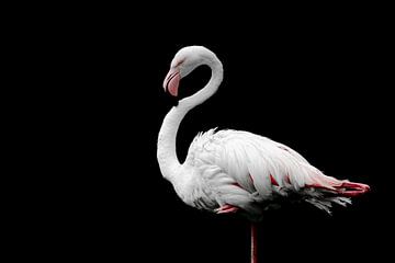Flamingo van JWB Fotografie