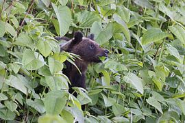 Ussuri brown bear Ursus arctos lasiotus. Shiretoko National Park. Shiretoko Peninsula. Hokkaido. Japan.