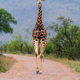 Giraffe on the move by Larissa Rand