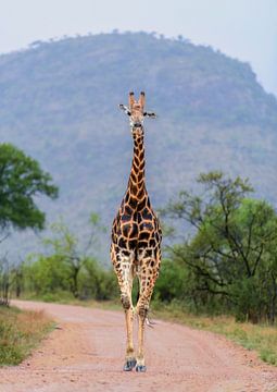 Giraffe on the move by Larissa Rand