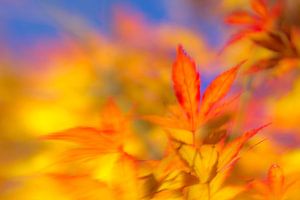Herbstträume von Els Baltjes