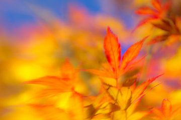 Herfstdromen van Els Baltjes