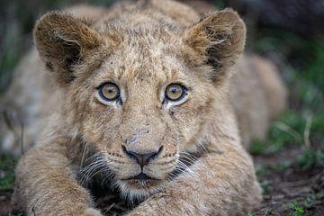 Portrait d'un jeune lion sur Larissa Rand