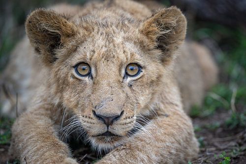 Portrait d'un jeune lion