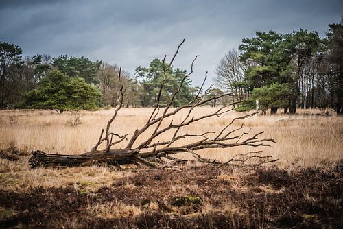 Toter Baum auf grasbewachsenem Heideland
