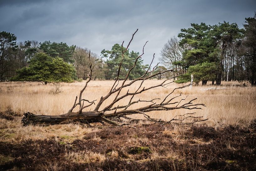 Dead tree on grassy moorland by Ruud Overes