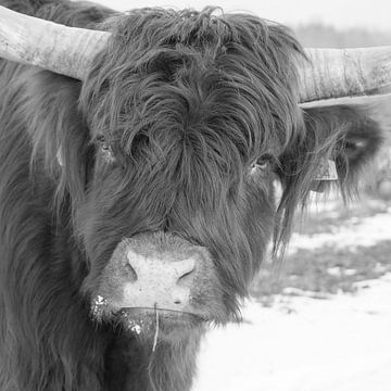 de schotse hooglander