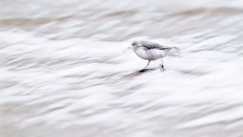 Drieteenstrandloper in de branding van Ronald Mallant