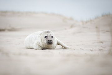 mooie zeehonden pup op het strand van PIX on the wall