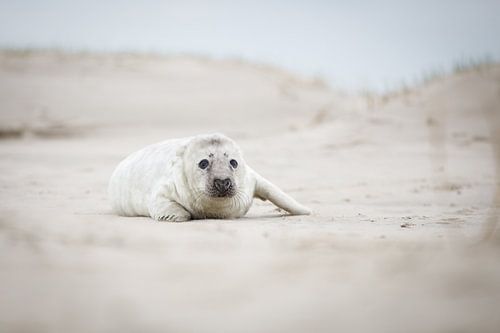 mooie zeehonden pup op het strand