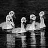 Little Swans Gang by Silvio Schoisswohl