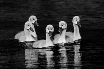 Little Swans Gang by Silvio Schoisswohl