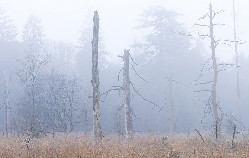 Dwingelderveld - Drenthe (Netherlands) by Marcel Kerdijk