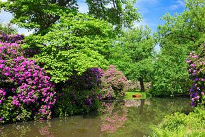 Prachtvoller Rhododendron im Frühling