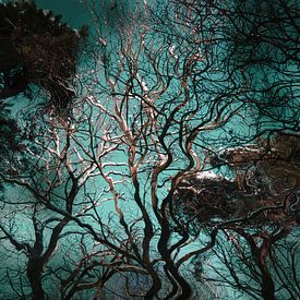 Kronkelende bomen van FotoNederland / Henk Tulp