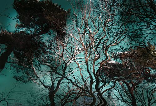 Kronkelende bomen van FotoNederland / Henk Tulp