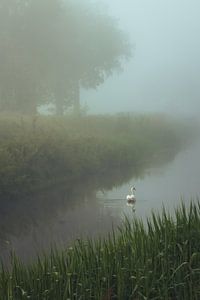 Cygne dans le brouillard
