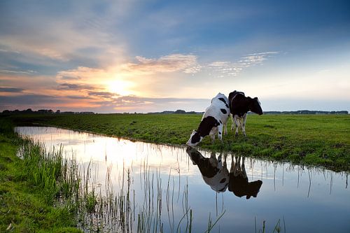 Cows at sunset