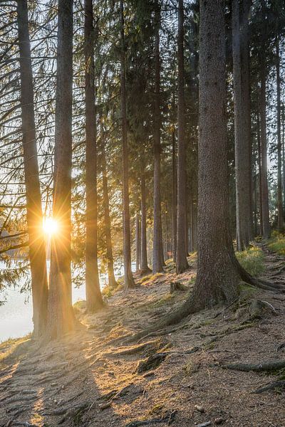 Rooted by Patrice von Collani