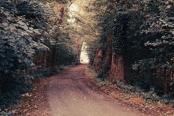 Der Waldlehrpfad von reivilo fotografie