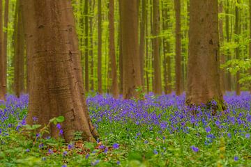 Wilde hyacinten bloemen in het bos in het voorjaar