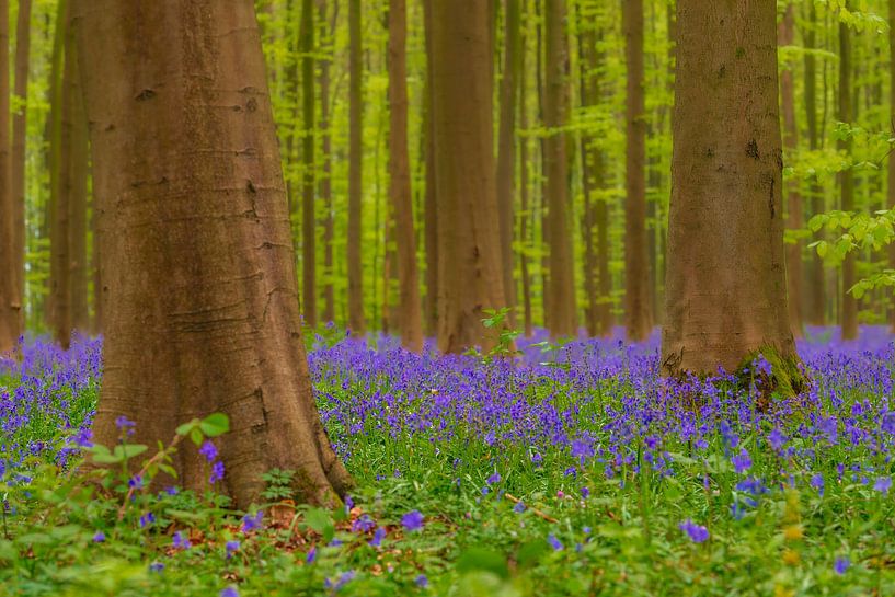 Paysage forestier printanier avec des fleurs de Bluebell par Sjoerd van der Wal Photographie